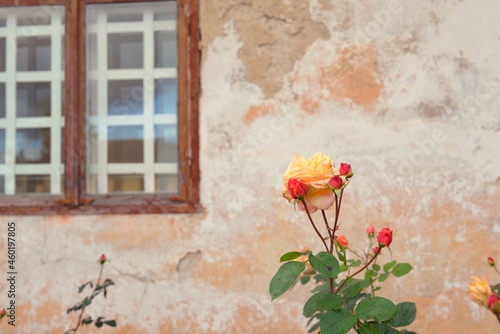 Blooming flowers of a modern English hybrid tea rose. Traditional stone house with a rustic wooden windows in the background. Beautiful summer garden. Idyllic rural scene. Gardening, floristics, decor photo