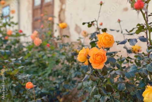 Blooming flowers of a modern English hybrid tea rose. Traditional stone house. Beautiful summer garden. Idyllic rural scene. Gardening, floristics, decoration, landscaping, cross-breeding photo