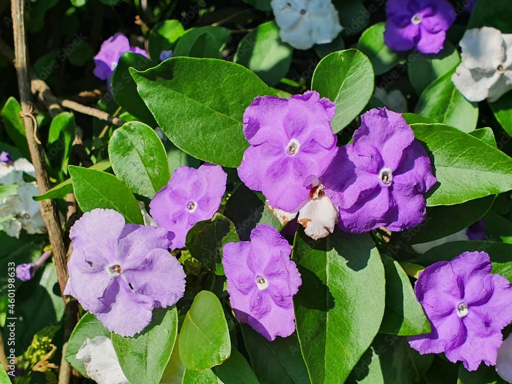 small purple and white flowers in a spring sun