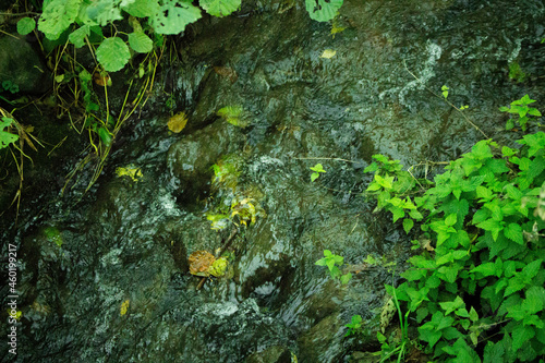 Photography Closeup of a slimy algae on the ground with growing weeds