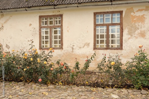 Blooming flowers of a modern English hybrid tea rose. Traditional stone house with a rustic wooden windows in the background. Beautiful summer garden. Idyllic rural scene. Gardening, floristics, decor photo