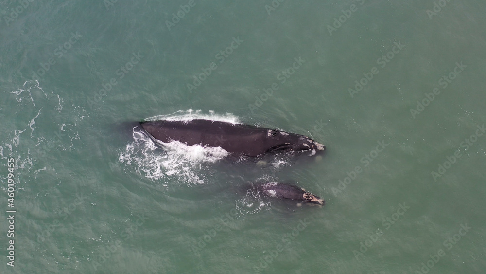 Naklejka premium Baleia-franca