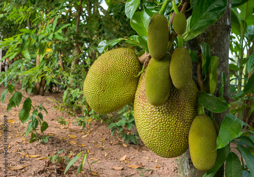 Raw jackfruit fruit is different on the tree. Raw jackfruit fruit is different on the tree.