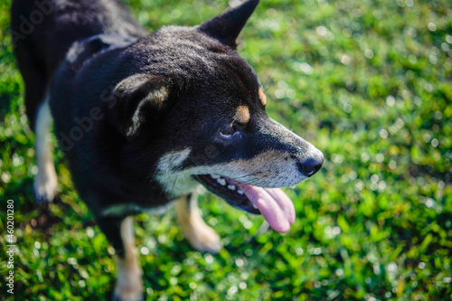 柴犬