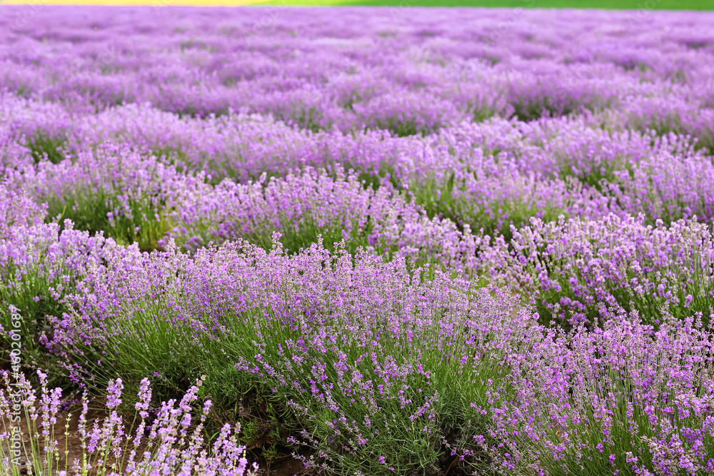 Naklejka premium Beautiful lavender field on summer day