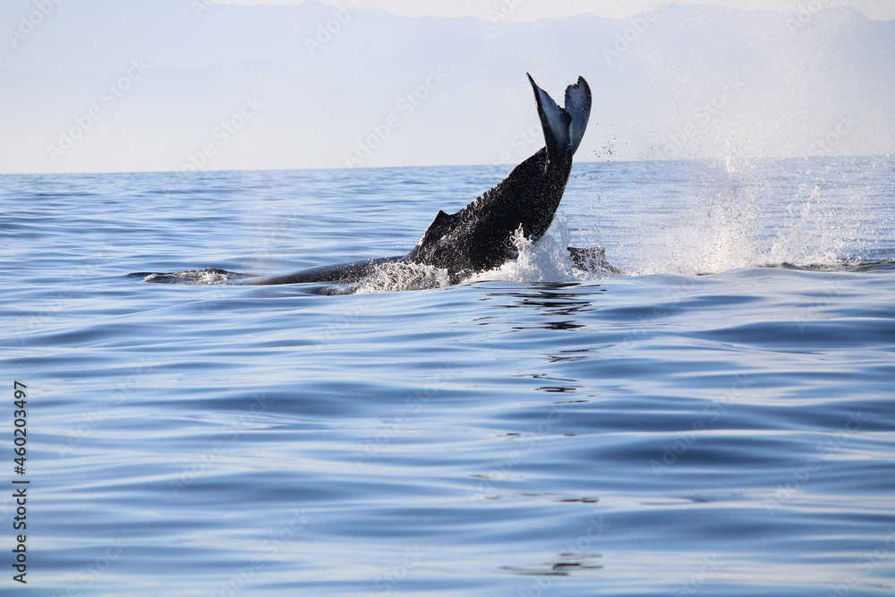 Fototapeta premium pelican in flight