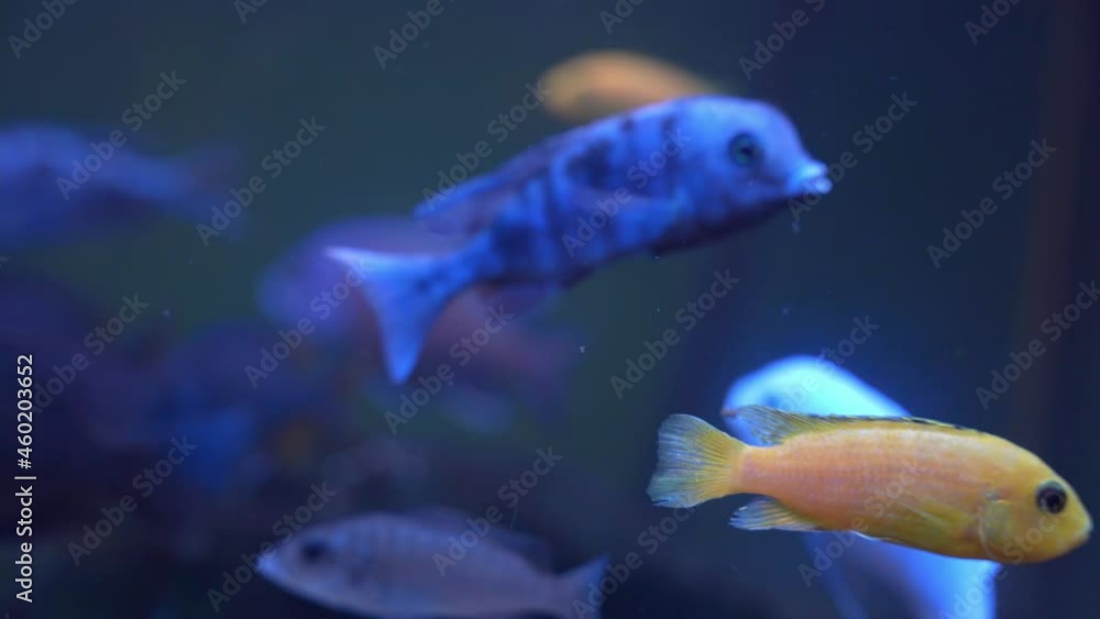 Two East African fish of different genus from the same family for home aquariums is floating in the water with others, close up. Different types of aquatic creatures in city zoo to explore. Two East African fish of different genus from the same family for home aquariums is floating in the water with others, close up. Different types of aquatic creatures in city zoo to explore.