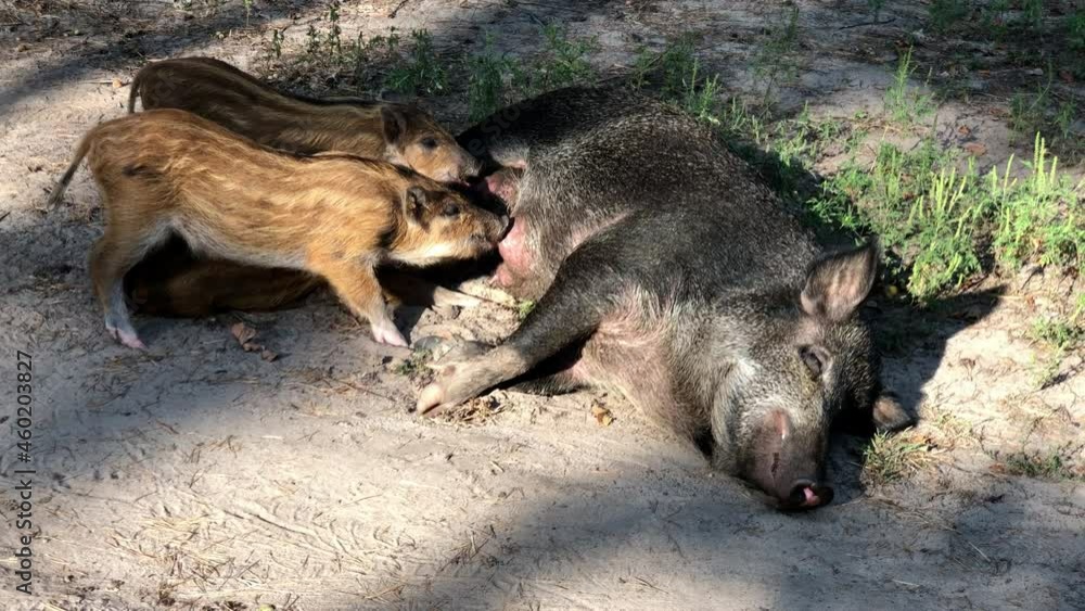wild boar babies attack their mother looking for food wild boar babies attack their mother looking for food
