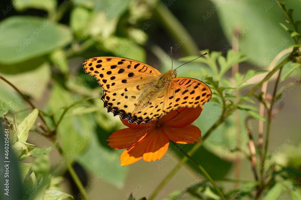 Fototapeta premium キバナコスモスとキイロタテハ