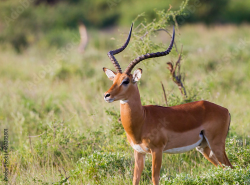 Fototapeta Naklejka Na Ścianę i Meble -  A male Impala. taken in Kenya
