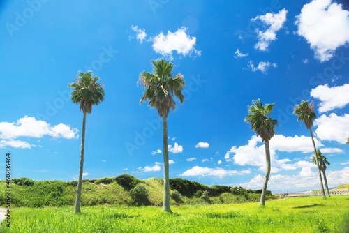 椰子の木と夏の青空	