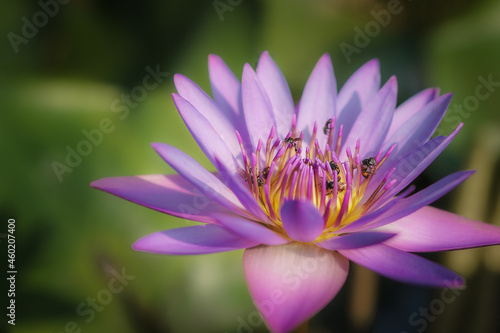 natural background of blooming purple water lilly or lotus with bee