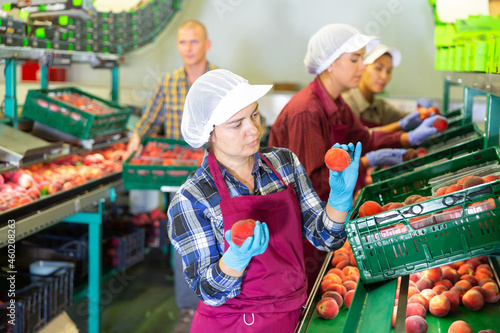 Women in uniform sorting peaches. Man with box of peaches standing behind them.