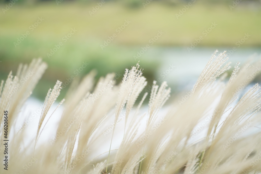 Obraz premium ススキ