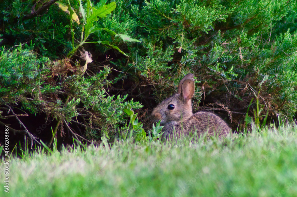 Fototapeta premium rabbit in the grass
