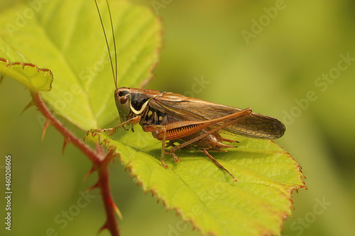 Closeup on a Roesel's bush cricket, Roeseliana roeselii, sitting photo