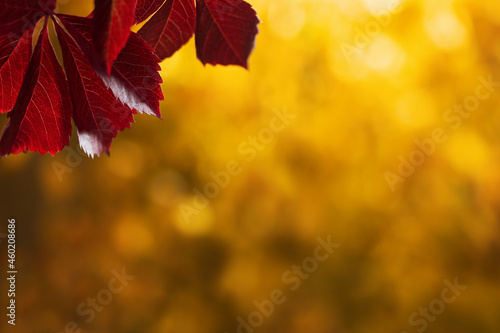 Beautiful natural autumn background with colorful leaves and blurred trees in the park. Blank for design, postcards or advertising