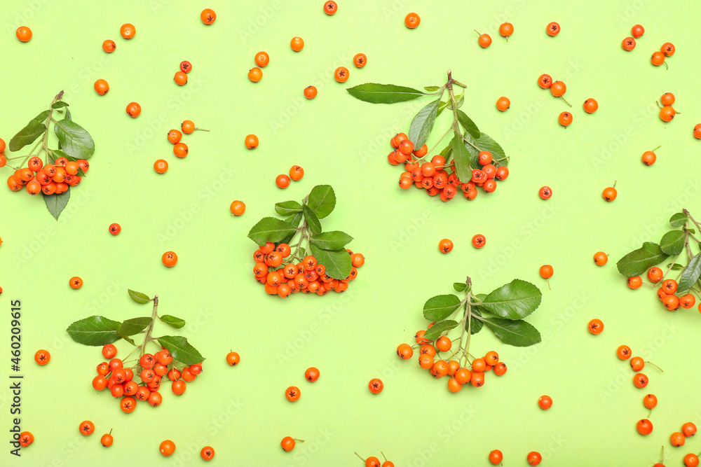 Many rowan berries on green background Many rowan berries on green background