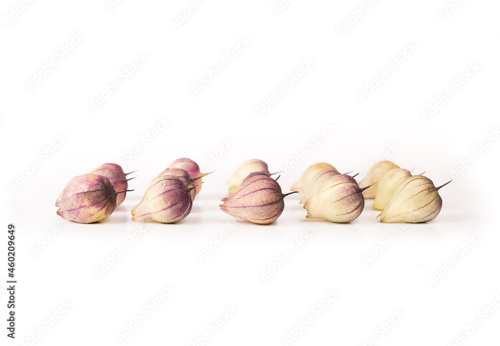 Group of tomatillos with purple husks, in multiple lines. Known as Mexican husk tomato and Physalis philadelphica. Used baked, roasted or boiled in salsa recipes and Mexican cuisine. Selective focus.