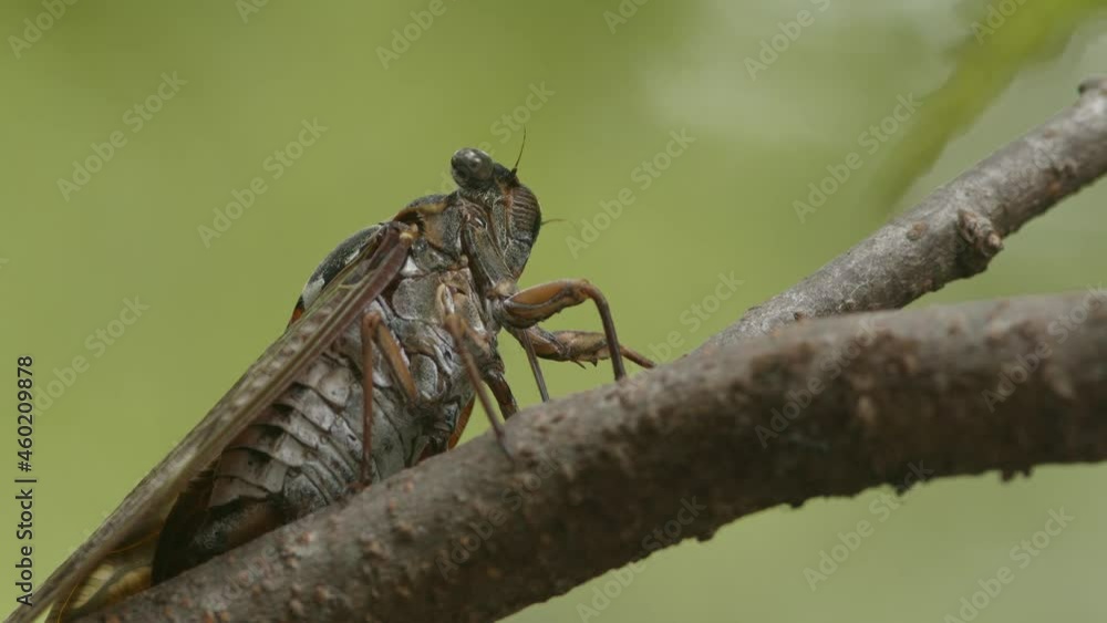 Large brown cicada drinking from a tree branch Large brown cicada drinking from a tree branch