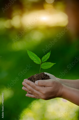Hands of the farmer are planting the seedlings into the soil