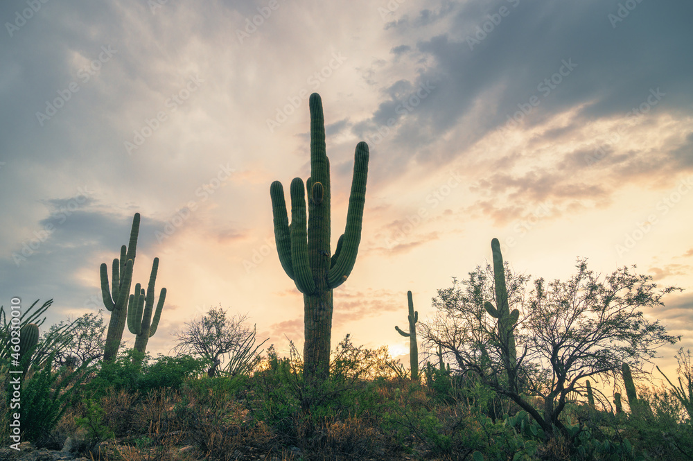 Saguaro Cactus standing tall on a hill at sunset, low angle 