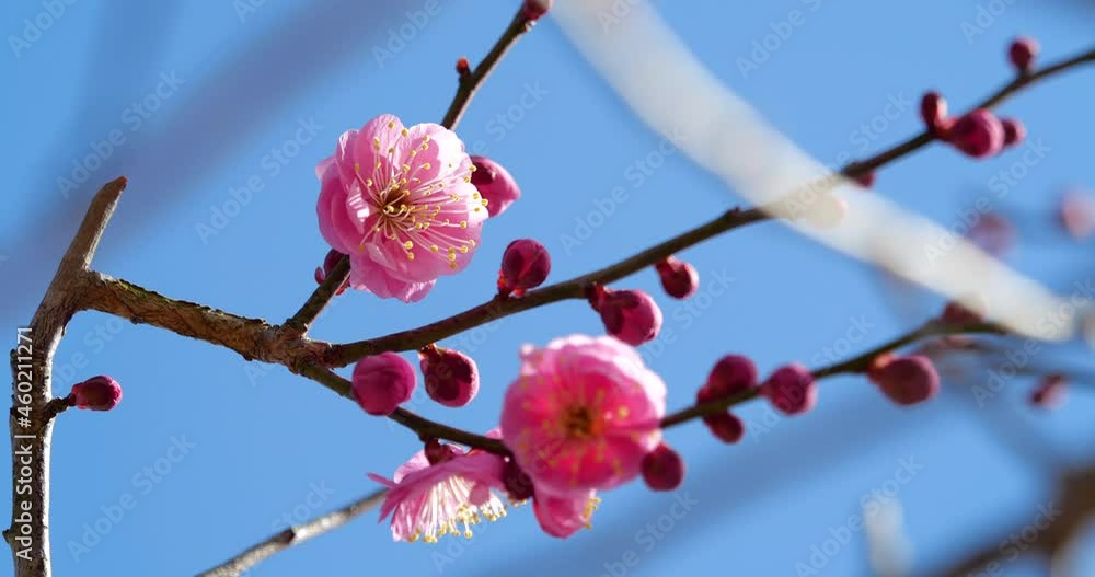 ピンクの梅の花の固定撮影動画
