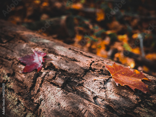 maple leaves on a log