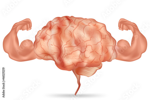 Strong healthy human brain and powerful cardiovascular with muscle biceps isolated on white background as healthy fit and health care concept. vector illustration