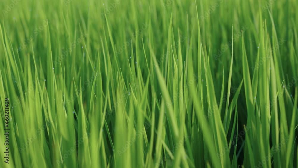 Green grassy background of rice field before harvest Green grassy background of rice field before harvest