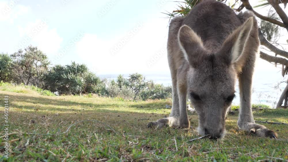 Close-up view of a young joey Kangaroo grazing on a coastal headland. Stradbroke Island Australia Close-up view of a young joey Kangaroo grazing on a coastal headland. Stradbroke Island Australia