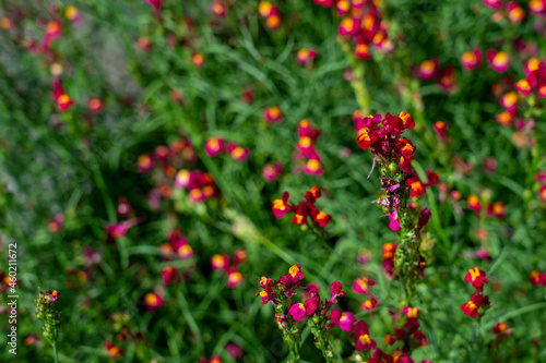 Flowers blooming in a garden