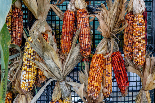 Corn cobs with kernels of various colors with their husks tied together in bunches to a fence for a display.  Shot straight on.