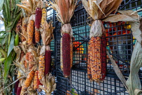 Corn cobs with kernels of various colors with their husks tied together in bunches to a fence for a display.  Shot at an angle and with a shallow depth of field.
