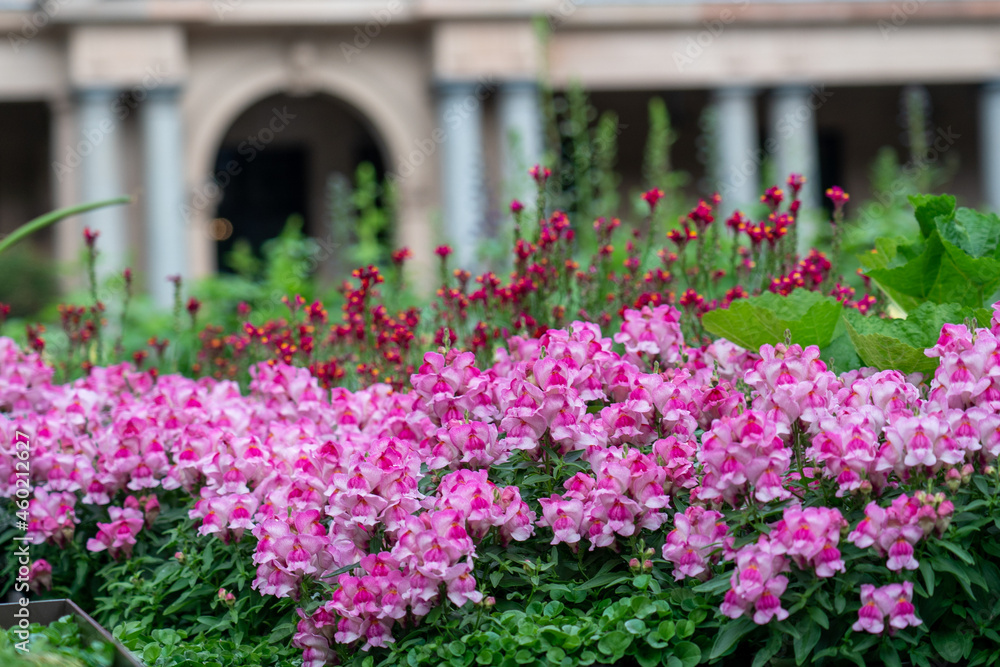 Flowers blooming in a garden Flowers blooming in a garden