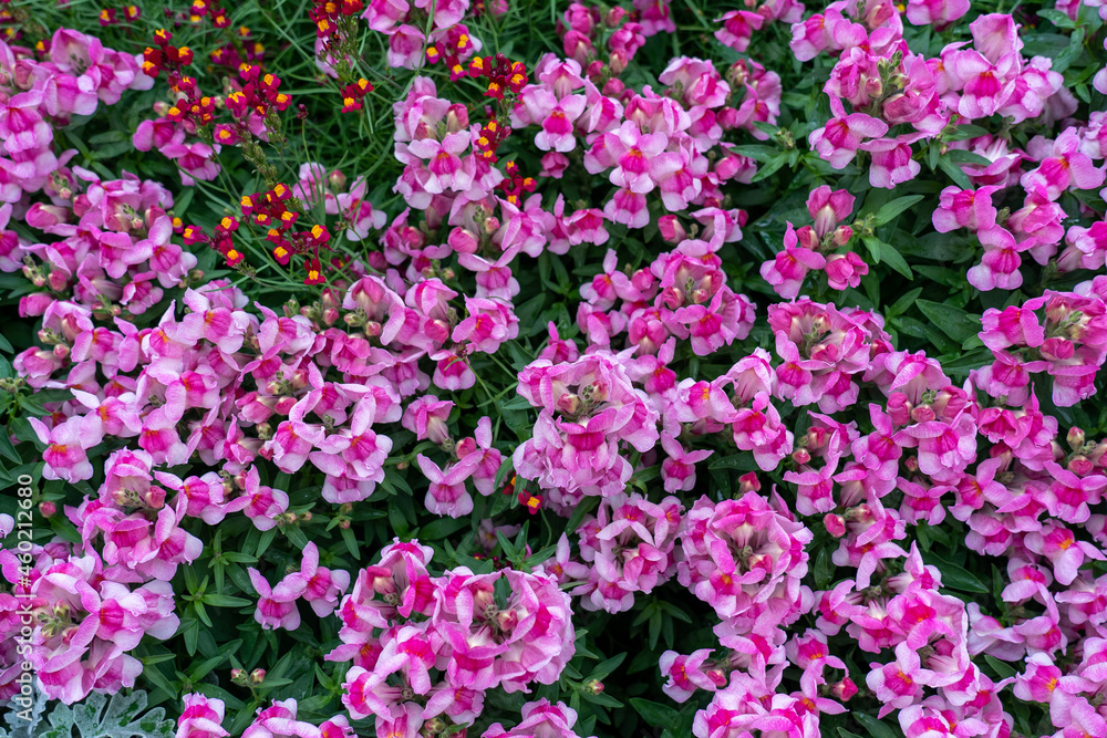 Flowers blooming in a garden Flowers blooming in a garden