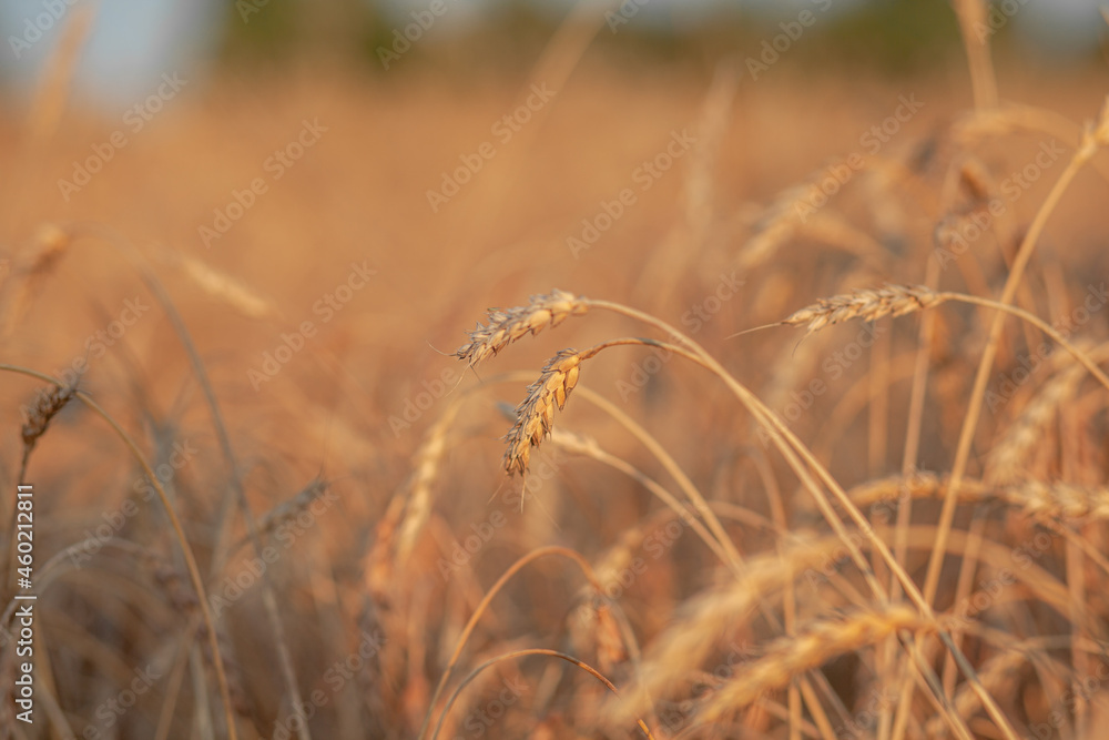 Obraz premium Ears of wheat or rye growing in the field at sunset. field of rye during the harvest period in an agricultural field. Background of ripening ears of wheat field. Rich harvest Concept. Label art design