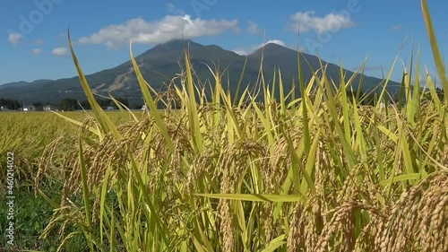 稲穂と磐梯山（福島県・猪苗代町）