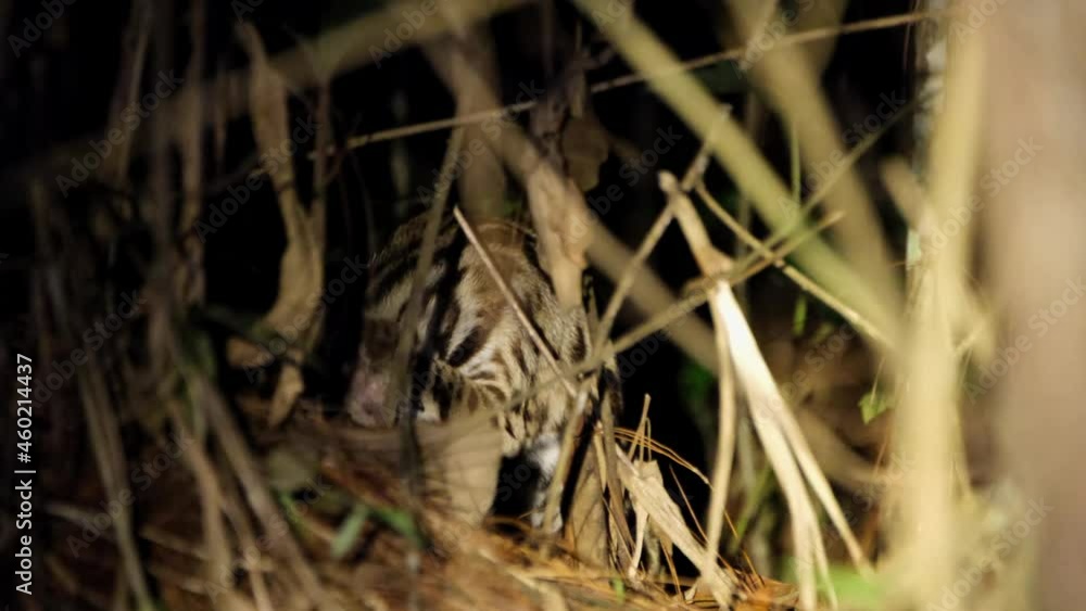 Seen within dried grass in the middle of the nigh in summer, licking its paw and combing its head to clean up; Leopard Cat, Prionailurus bengalensis, Thailand. Seen within dried grass in the middle of the nigh in summer, licking its paw and combing its head to clean up; Leopard Cat, Prionailurus bengalensis, Thailand.