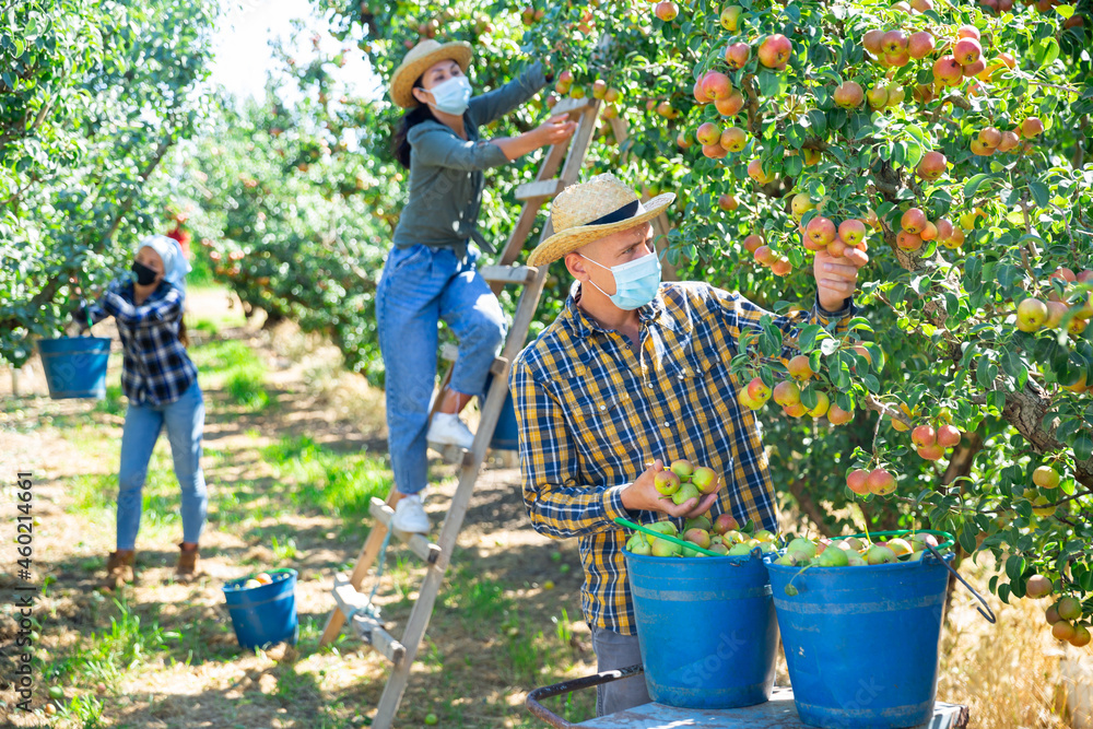 Fototapeta premium Three workers in face masks picking green and pink pears in garden
