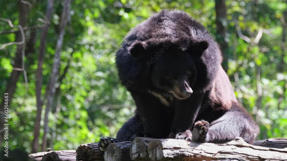 Seen during the morning sitting and looking to the right basking under the sun; Asiatic Black Bear, Ursus thibetanus, Huai Kha Kaeng Wildlife Sanctuary, Thailand. Seen during the morning sitting and looking to the right basking under the sun; Asiatic Black Bear, Ursus thibetanus, Huai Kha Kaeng Wildlife Sanctuary, Thailand.