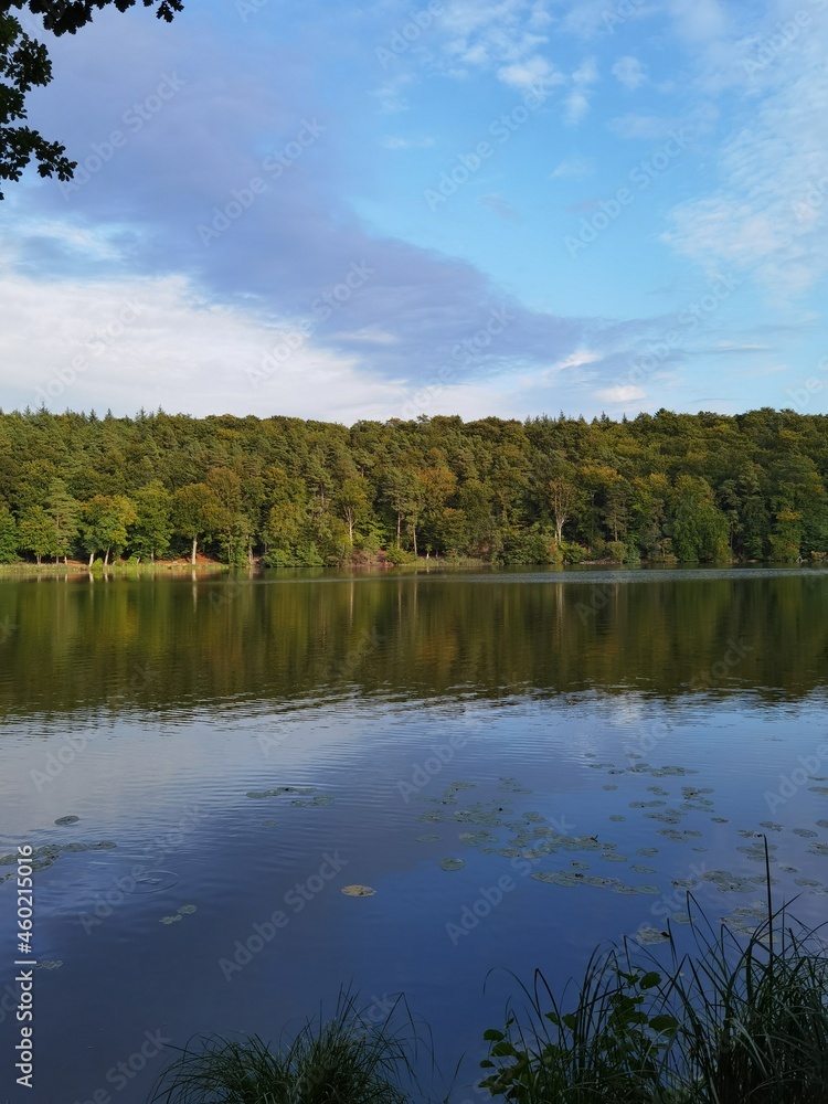 Fototapeta premium lake in the forest