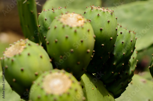 Tuna fruto comestible   nopal  M  xico verde espinas naturaleza