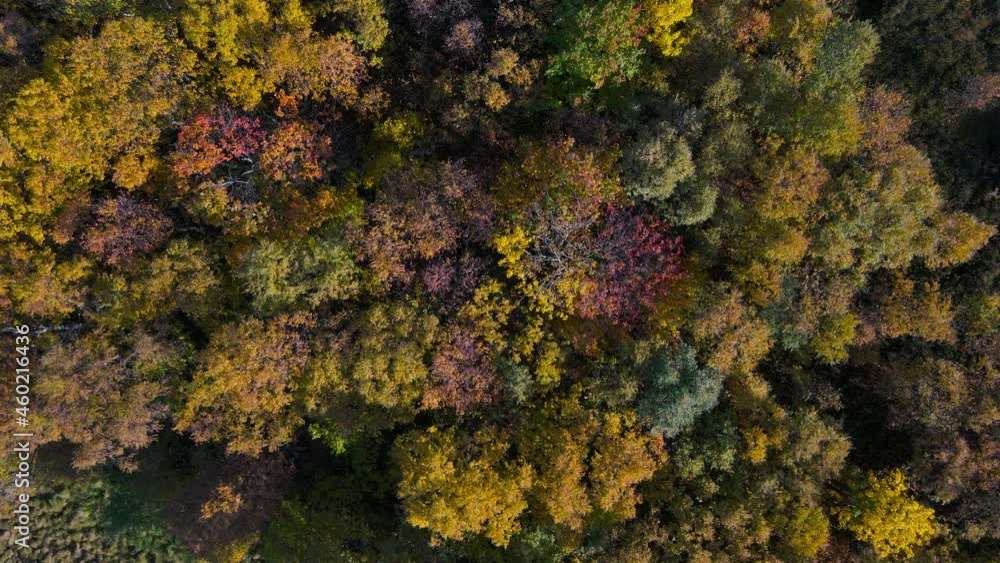 Scenic forest treetop flight showing the vibrant fall colors of the foliage Scenic forest treetop flight showing the vibrant fall colors of the foliage