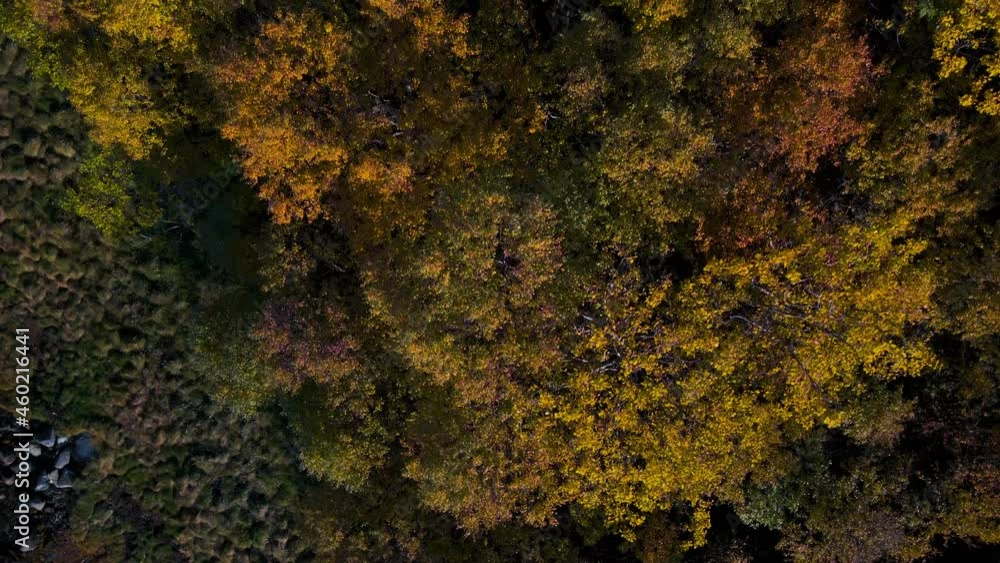 Top-down forest treetop flight reveals picturesque fall foliage Top-down forest treetop flight reveals picturesque fall foliage