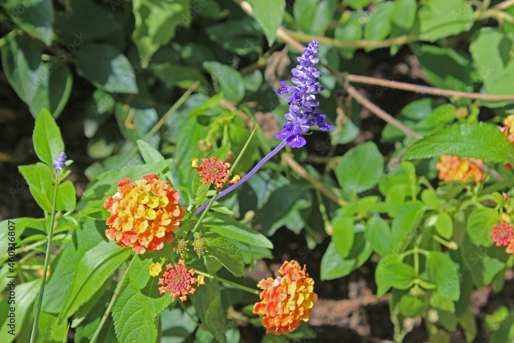 Lantana and lavender contrasting colors Lantana and lavender contrasting colors