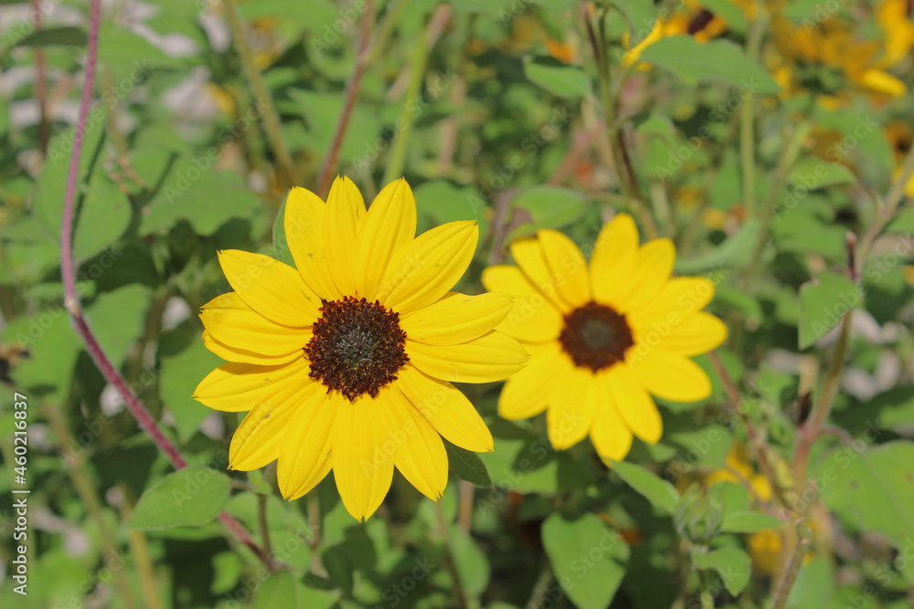 Obraz premium Beach Sunflower vivid yellow in the garden
