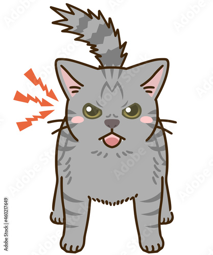 威嚇する猫（サバトラ）