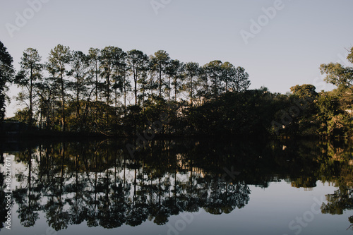 reflection of trees