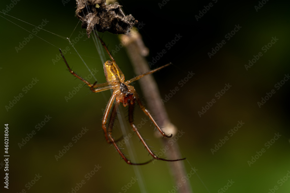 macro close up of a wonderful insect like a spider or fly or beetle on a leaf in beautiful nature